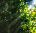 Trees with light penetrating Royalty Free Stock Photo