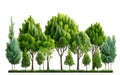 Trees line garden isolated on white background, 3D illustration