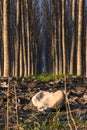 Trees in line inside forest Royalty Free Stock Photo