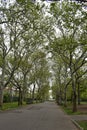 Trees line a pathway during the spring season in the Flushing Meadows Corona Park in Queens, New York City Royalty Free Stock Photo