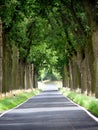 Trees lined country road Royalty Free Stock Photo