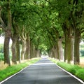 Trees lined country road