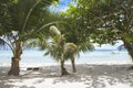 Trees lining the beachfront in Dumaluan Beach in Panglao Island, Bohol, Philippines