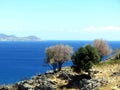 Trees at Rhodes coast