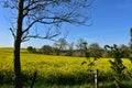 Trees on the Edge of a Flowering Rape Seed Royalty Free Stock Photo