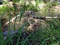 trees and logs forming bridge across stream in summer