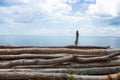 Trees Logs At Sea