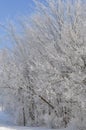 The Day After a Winter Ice Storm Royalty Free Stock Photo