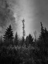 Trees in low angle view and dramatic clouds in black and white Royalty Free Stock Photo