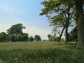 Trees made for shelter for peneaple farmes