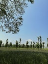 Trees made for shelter for peneaple farmes