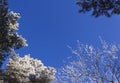 Trees in a magnificent frost on a clear winter day against the background of blue sky. Bottom-up view.