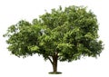 Trees mango tree isolated Royalty Free Stock Photo