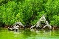 Trees in a mangrove lagoon Royalty Free Stock Photo