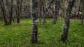 trees in the marshes along the waterfront Royalty Free Stock Photo