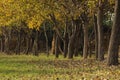 Trees in Matsieng Lesotho