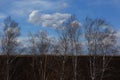 Trees in the meadow against the spring sky