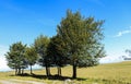 Trees and meadow