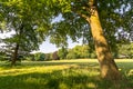 Trees and meadow in peaceful park Royalty Free Stock Photo