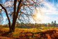 Trees and meadow in Wahner Heide, Germany