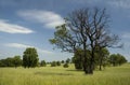 Trees in a meadow in the White Carpathians reserve