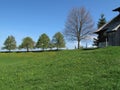 Trees and meadows Royalty Free Stock Photo