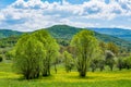 Trees and meadows full of yellow flowers with green hills in the background Royalty Free Stock Photo