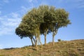 Trees in Medulas, Leon