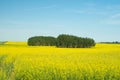 Trees in the middle of a Canola field Royalty Free Stock Photo