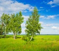 Trees in the middle of the green field Royalty Free Stock Photo
