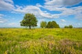 Trees in the middle of the green field Royalty Free Stock Photo