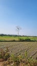Trees in the middle of a rice field during the rice planting season