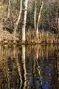 Trees miroring in the water Royalty Free Stock Photo