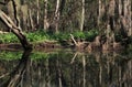 Trees mirroring in a river