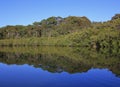 Trees mirroring in the Wrights Creek Royalty Free Stock Photo