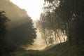 Trees and mist