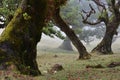 Trees among the mist in Fanal, an area of ancient laurisilva forest in the high plateau of Madeira island