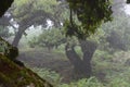 Trees among the mist in Fanal, an area of ancient laurisilva forest in the high plateau of Madeira island