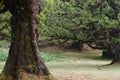 Trees among the mist in Fanal, an area of ancient laurisilva forest in the high plateau of Madeira island