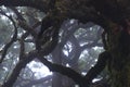 Trees among the mist in Fanal, an area of ancient laurisilva forest in the high plateau of Madeira island