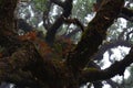 Trees among the mist in Fanal, an area of ancient laurisilva forest in the high plateau of Madeira island