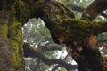 Trees among the mist in Fanal, an area of ancient laurisilva forest in the high plateau of Madeira island