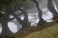 Trees among the mist in Fanal, an area of ancient laurisilva forest in the high plateau of Madeira island