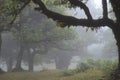 Trees among the mist in Fanal, an area of ancient laurisilva forest in the high plateau of Madeira island