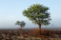 Trees in mist - Kalahari desert Royalty Free Stock Photo