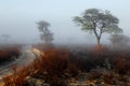 Trees in mist - Kalahari desert Royalty Free Stock Photo