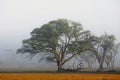 Trees in mist - Kalahari desert Royalty Free Stock Photo