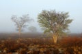 Trees in mist - Kalahari desert Royalty Free Stock Photo