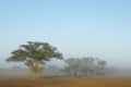 Scenic landscape with trees in mist, Kalahari desert