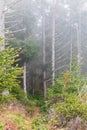 Trees in the mist on the Oregon coast Royalty Free Stock Photo